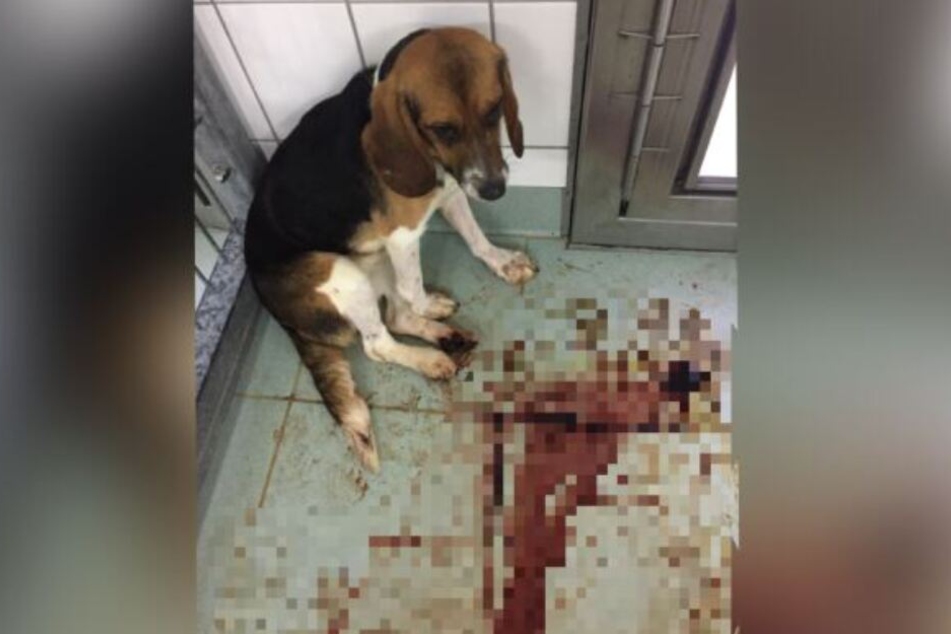 Ein Hund kauert in seinem blutverschmierten Zwinger.