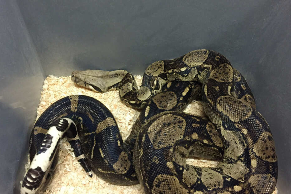 Neben Schlangen wurden ebenso Schildkröten, Echsen und Geckos sowie Krokodile und Alligatoren sichergestellt.