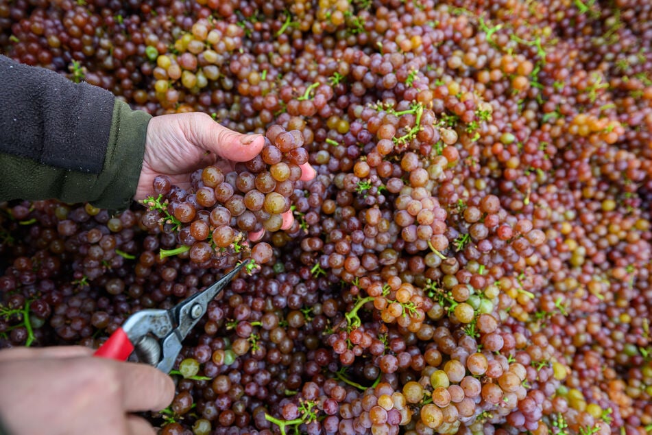 Hier werden Traminer-Trauben geerntet, eine der Hauptrebsorten im Freistaat.