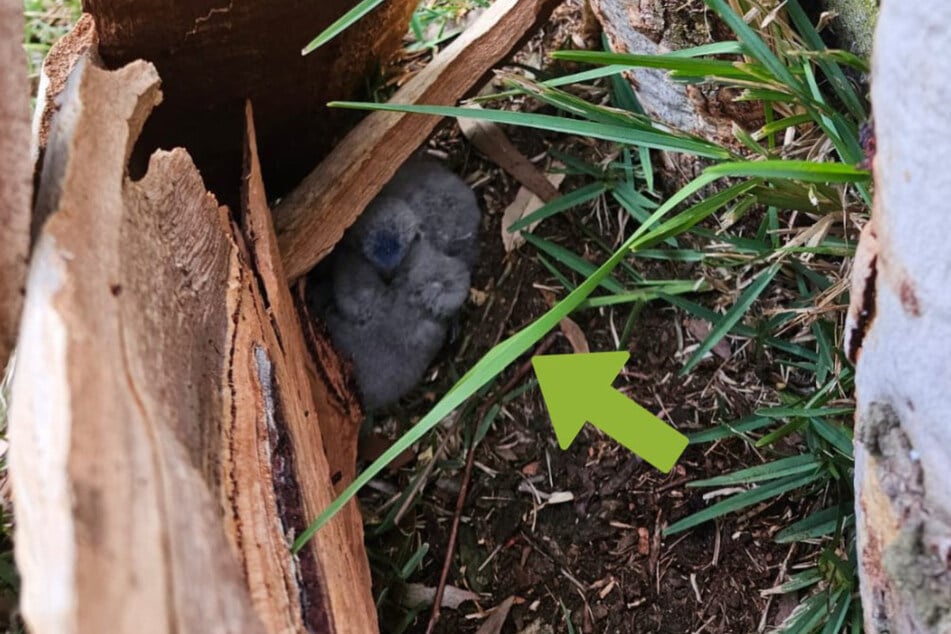 Two baby birds were found huddled under tree debris after they fell from their hollow.