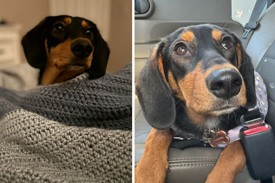 Carolina the dog's owners were told from the start that she wasn't a purebred Dachshund, but one DNA test later and the truth behind the pup's pedigree is causing a stir!