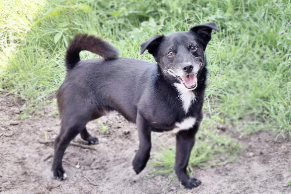 Terrier-Mix Momo (4) aus dem Berliner Tierheim sucht nach einem Zuhause für immer.