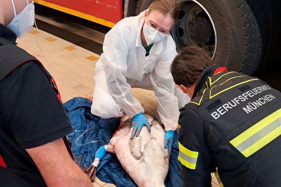 Der verletzte Schwan musste notgedrungen in der Feuerwache erstversorgt werden.