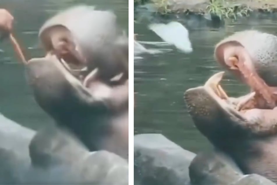 Cruel tourist tricks hippopotamus into eating plastic in infuriating video