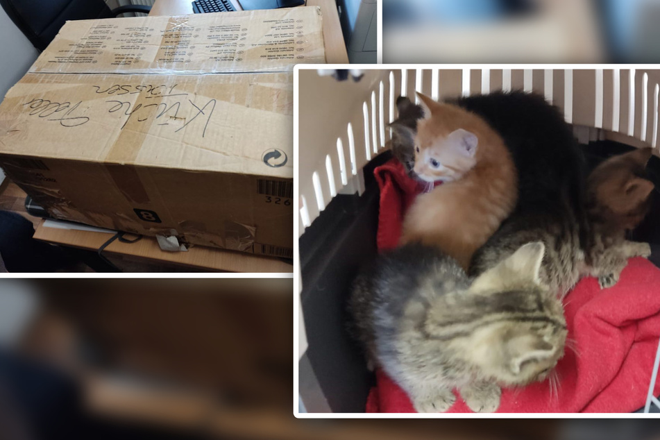 8 kleine Kätzchen im Pappkarton ausgesetzt! Wer gibt ihnen ein Zuhause?