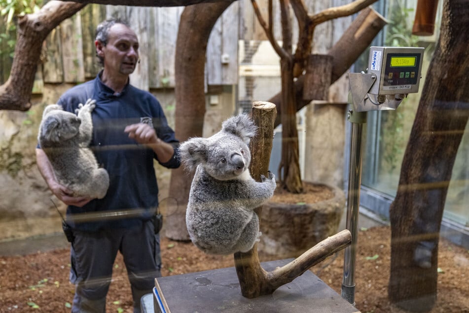 Zu den Tierhäusern des Duisburger Zoos haben Hunde keinen Zutritt. (Archivfoto)