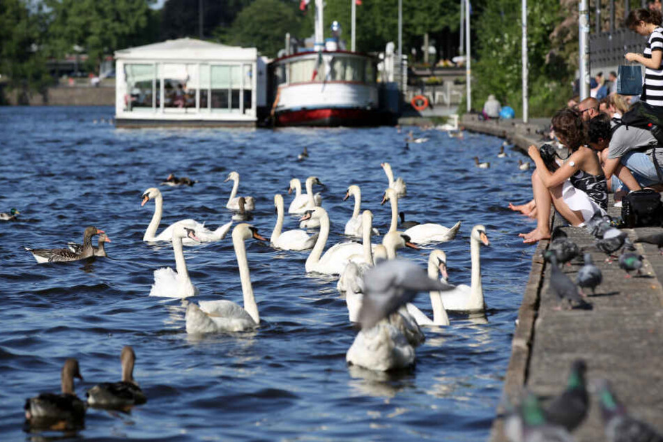 So schön ist der Sommer an der Binnenalster in Hamburg (Archivbild).