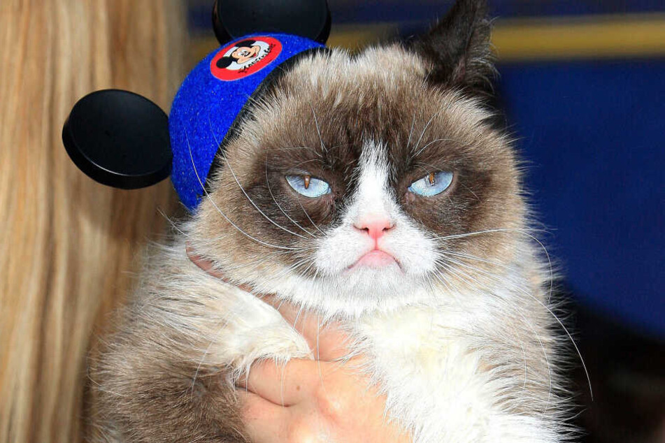 "Grumpy Cat" bei einer Filmpremiere im Jahr 2015.