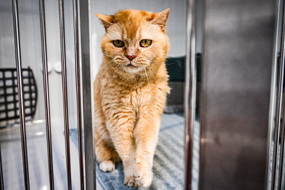 In Städten, Dörfern und ländlichen Regionen streifen Hunderttausende verwilderte oder herrenlose Katzen umher. Sie leiden fast alle unter Krankheiten, Parasitenbefall und Verletzungen. (Symbolfoto)