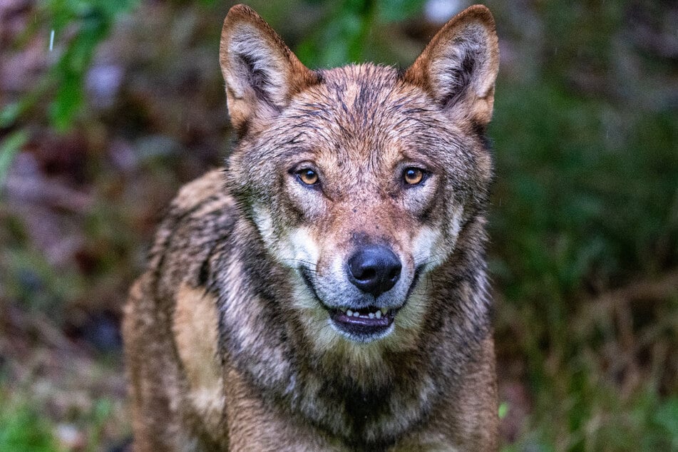 Um die Gemüter bei den besorgten Bauern und Schäfern zu beruhigen, haben nun einige Landratsämter festgelegt, dass einzelne Wölfe getötet werden dürfen. Derzeit ist in mehreren Regionen des Freistaats Jagdsaison.