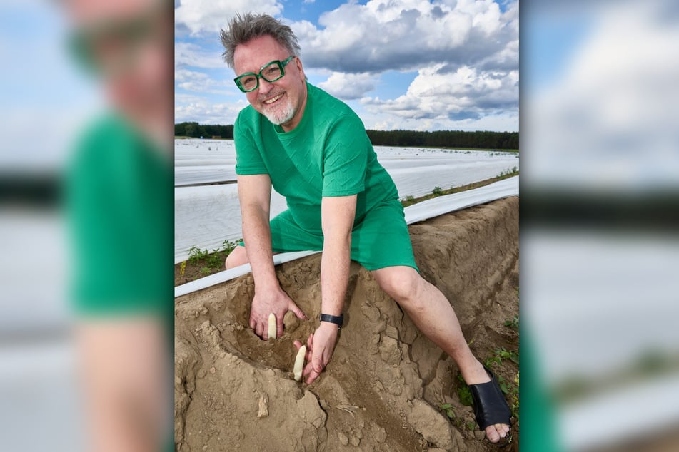 Auf dem Spargelwall gräbt Holger Knievel zwei kräftige Spargelstangen aus.