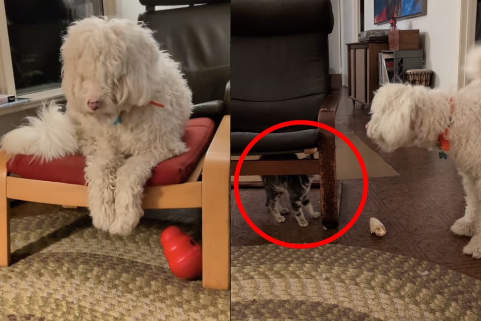 Perro ciego gana el corazón de un gatito callejero temeroso