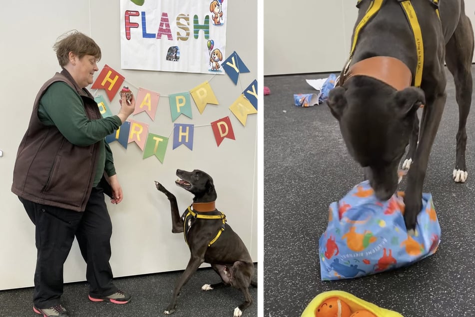Flash freute sich nach dem Reinfall über eine spaßige Geburtstagsfeier mit dem Team von Dogs Trust.