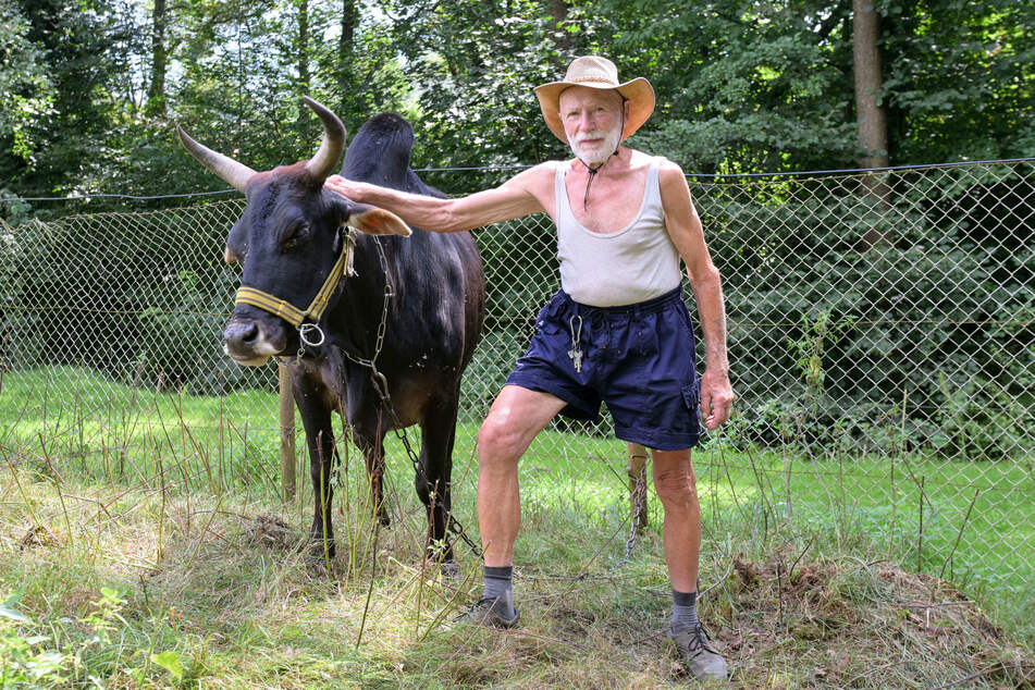 Die ursprünglich in Südasien beheimateten Zebus grasen friedlich auf der Ranch von Opa Hans.