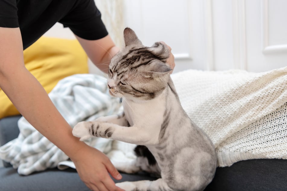 Bei erwachsenen Katzen kann ein Nackengriff zu einer schmerzhaften Angelegenheit werden.