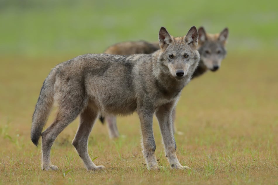Das Management der Wolfspopulationen ist eng verknüpft mit EU-Recht.