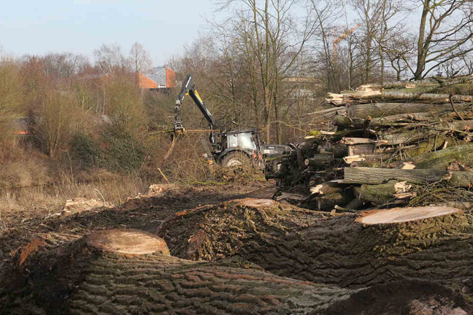 Ein Traktor sammelt die großen Stämme ein.