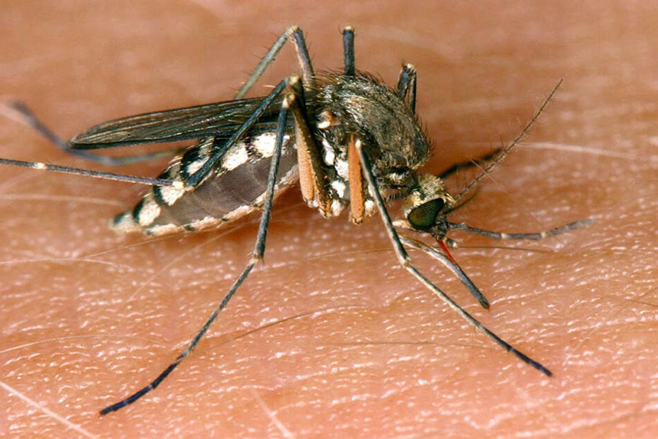 Das West-Nil-Virus wird hauptsächlich von Mücken übertragen