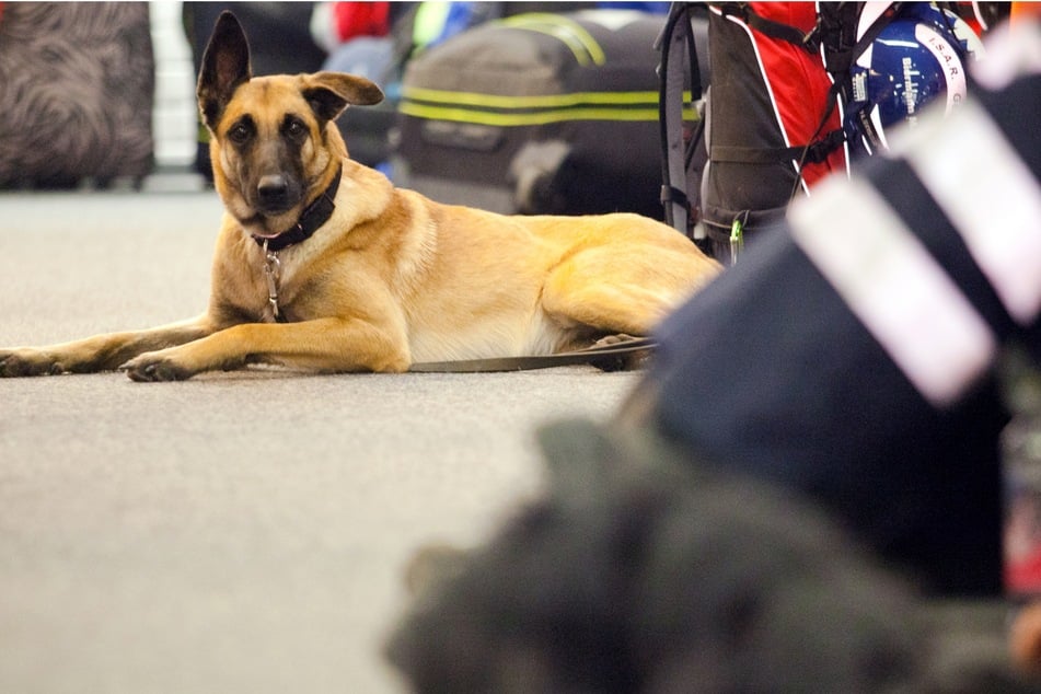 Der Bundesverband Rettungshunde hält sich für einen Einsatz in Marokko bereit.