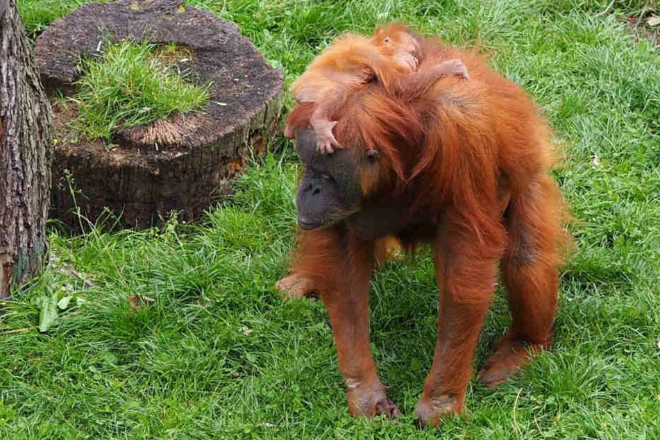 Der Zoo Leipzig feiert am Wochenende nicht nur den Schulanfang in Sachsen, sondern auch den Welt-Orang-Utan-Tag.