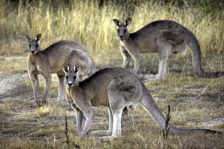 98 Kängurus fielen in Australien wohl einem einzigen Mann zum Opfer. (Symbolfoto)