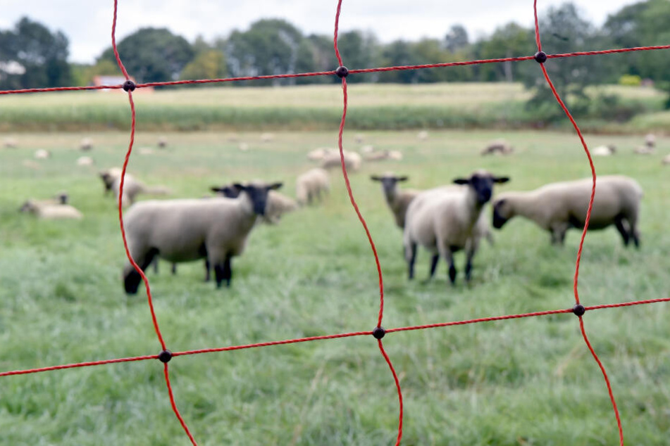 Trotz Elektrozaun soll ein Wolf die Schafe gerissen haben (Symbolbild).