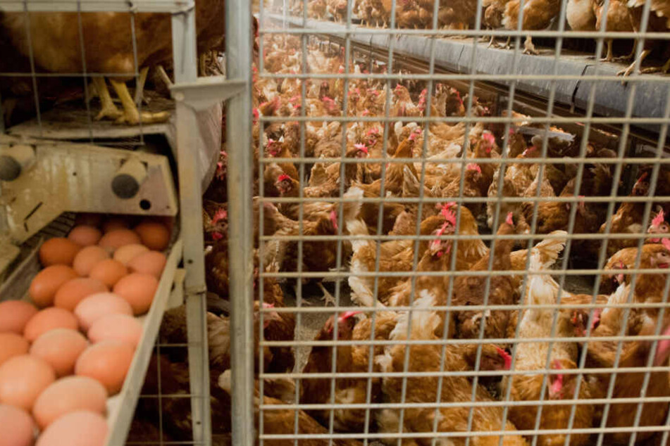Fipronil-Eier sind anscheinend doch auch in Sachsen gelandet.