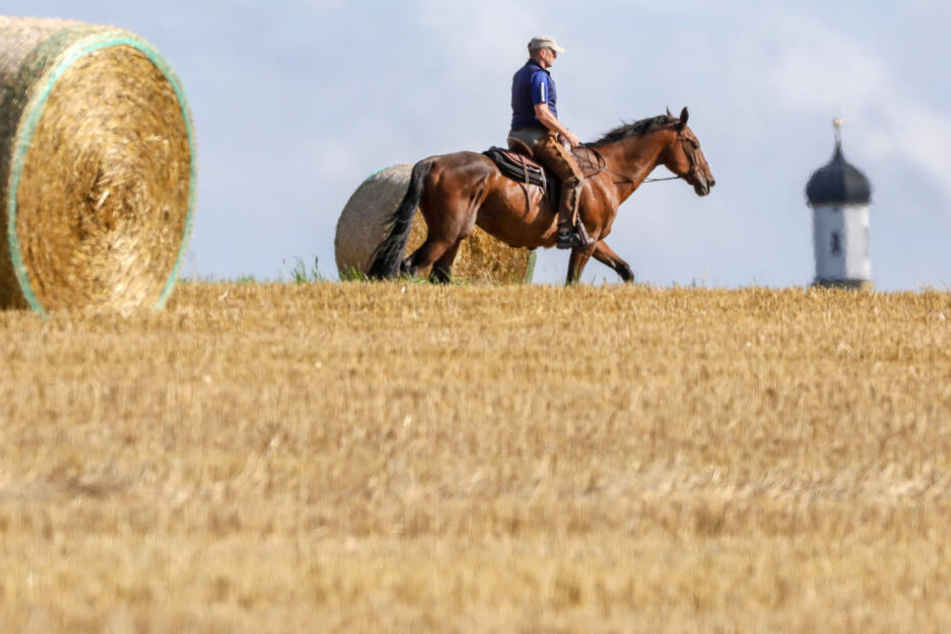 Am nächsten Tag konnte der Mann dann wieder mit seinem Pferd den Rückweg antreten. (Symbolbild)