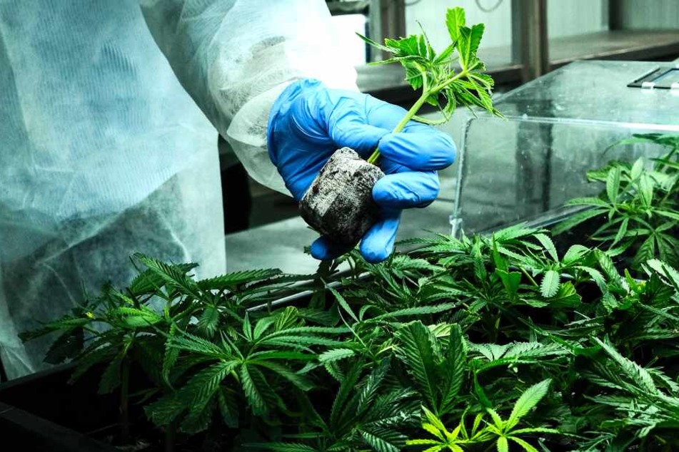 Ein Arbeiter hält eine Cannabis-Pflanze in einem Gewächshaus in Israel. Das Land gilt als einer der weltweit führendeen Standorte bei der medizinischen Cannabisforschung.