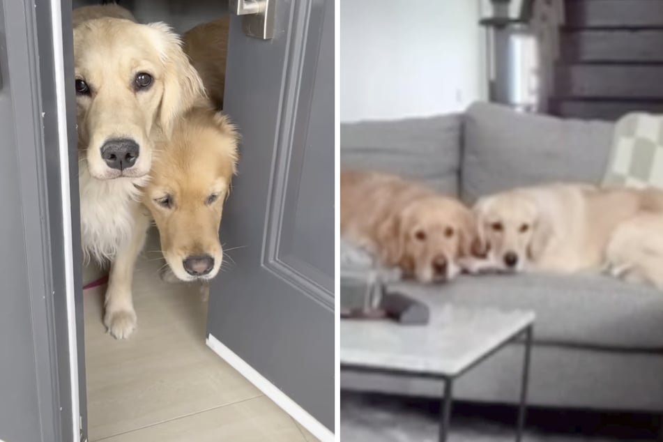Heartbroken dogs are missing their mama – then she pipes up on the pet cam!