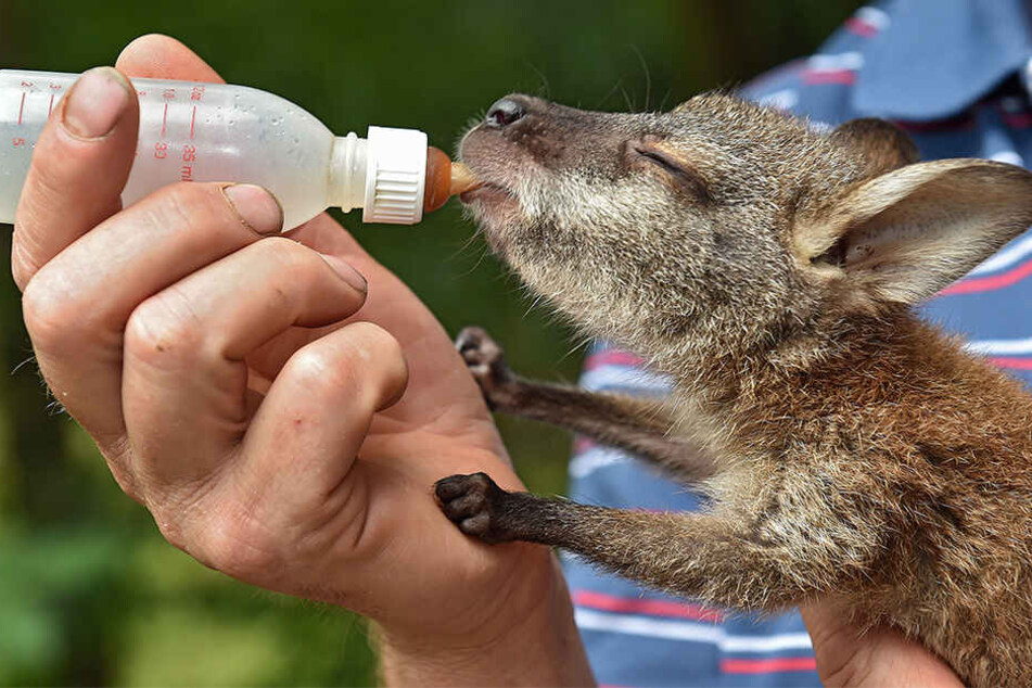 Alle zwei bis zweieinhalb Stunden muss der Leiter des Tierparks Meißen das kleine Känguru-Weibchen füttern.