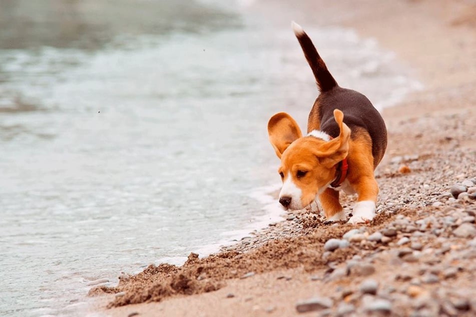 So einen süßen Beagle vergifteten Tierquäler bei Bautzen. (Symbolbild)