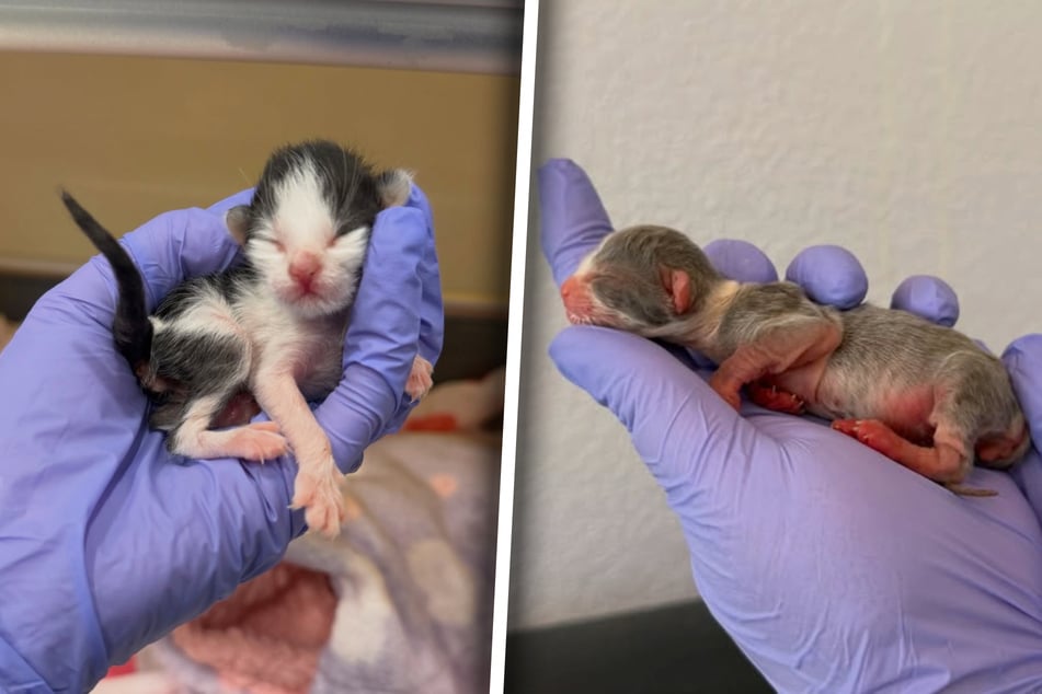 Kätzchen Pixie (links) und Katerchen Puck (rechts) kamen als Frühchen auf die Welt.
