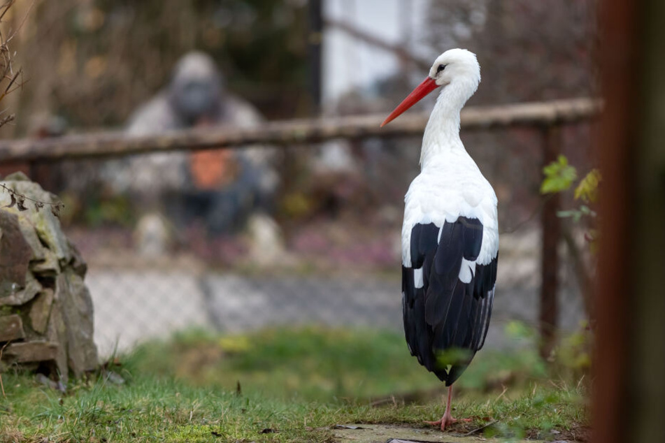 Stolz steht er da: "Fred", der neue Storch im Zoo der Minis.