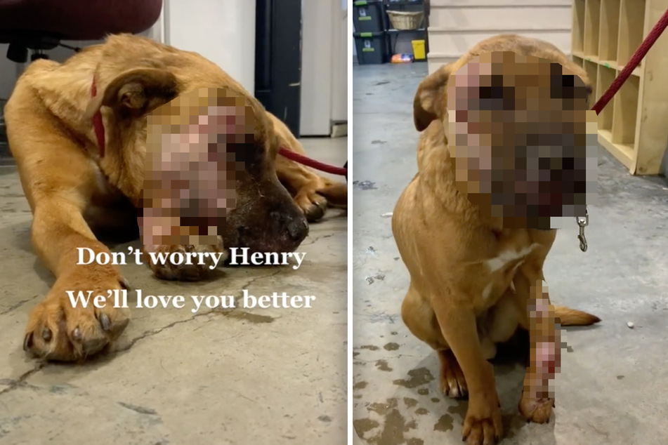 Was ist ihm nur passiert? Tierschützer retten schwer verletzten Hund