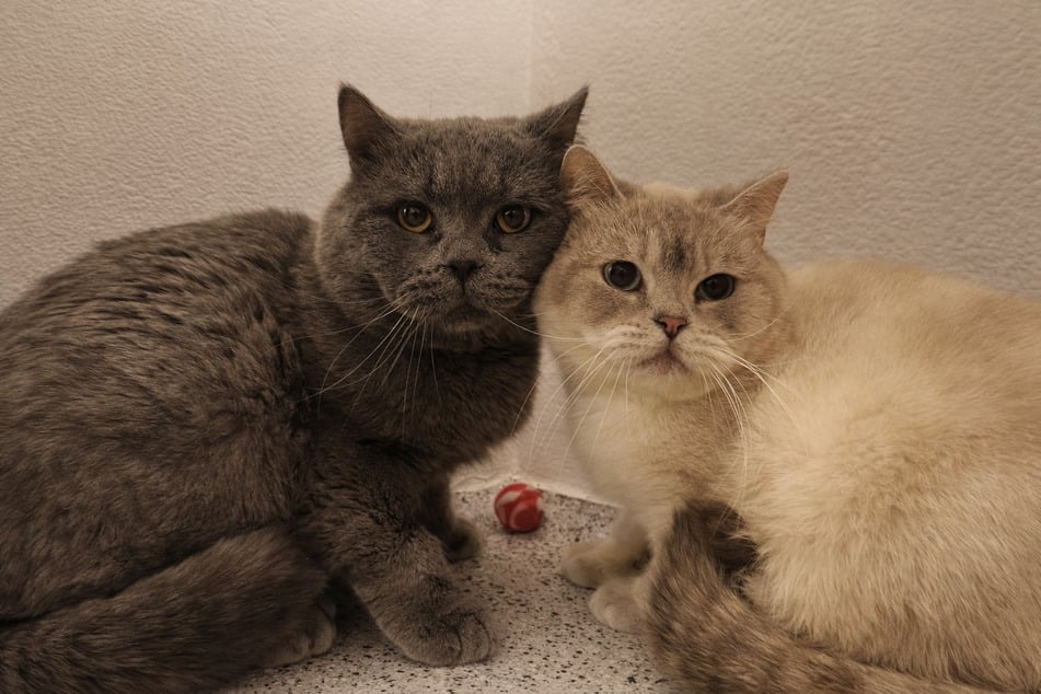 Edelweiß (r.) und Chrysler kamen im Rahmen einer Sicherstellung ins Tierheim.