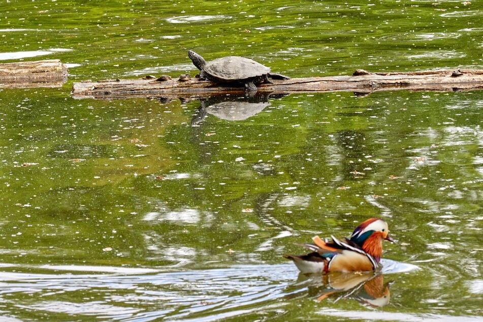 Diese Rotwangenschmuckschildkröte sonnt sich auf dem Baumstamm, eine farbenprächtige Mandarin-Ente schwimmt unbeeindruckt vorbei.