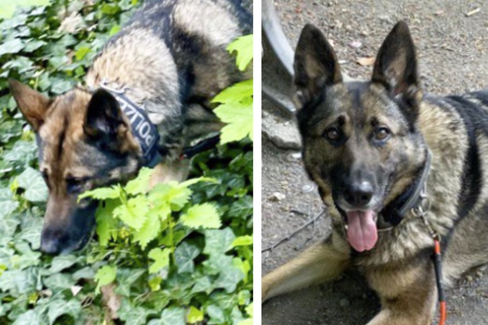 Berlin: Spürnase erschnüffelt Drogenverstecke in der Hasenheide: Hund Emi präsentiert stolz ihren Fund