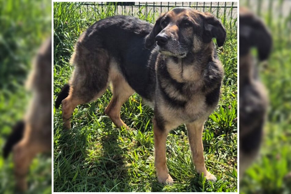 Die Hündin ist sehr anhänglich und möchte viel Zeit mit ihren Menschen verbringen.