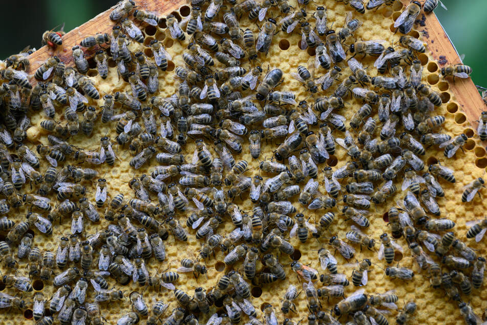 Die in Deutschland heimischen Honigbienen gelten als Beute für Asiatische Hornissen.