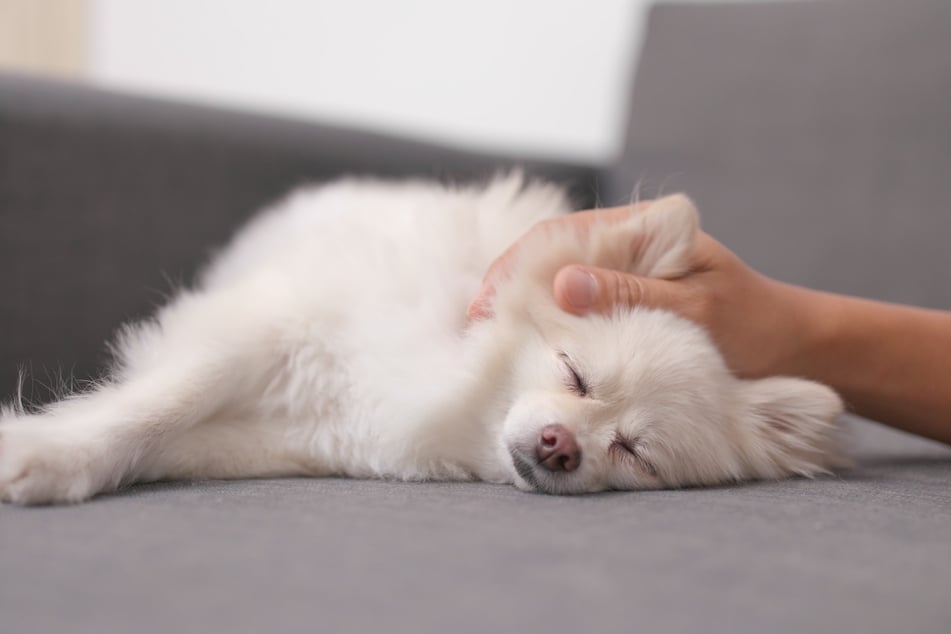 Mit Fürsorge, Geduld und Liebe kann man etwaige Ängste von Hunden lösen.