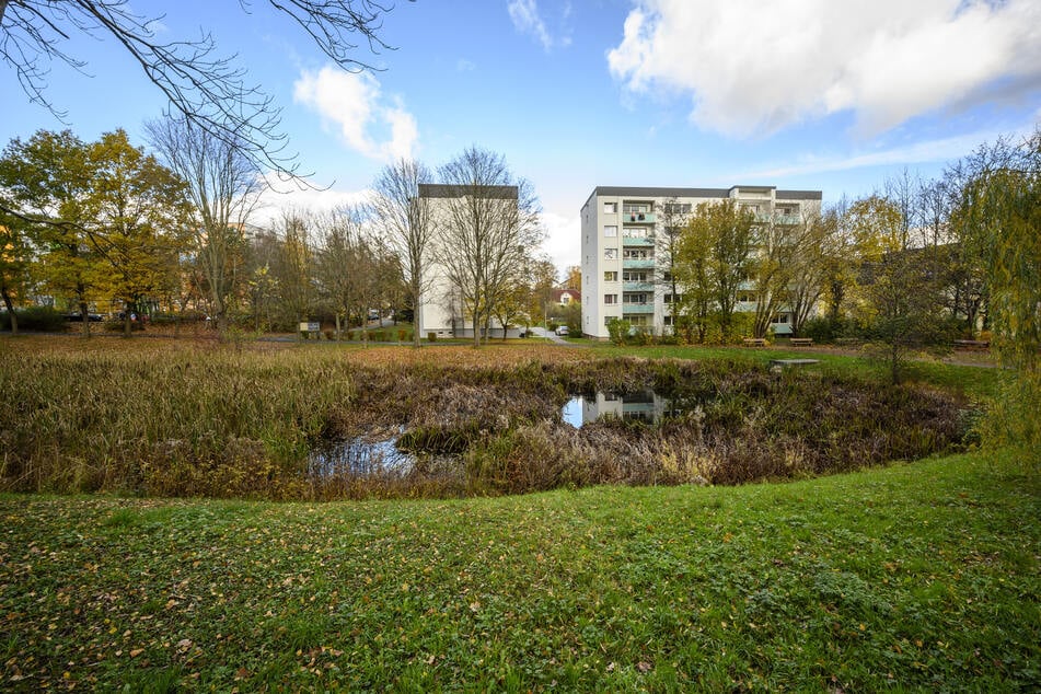 Gerade erst gesäubert, schon wieder verschlammt: der Teich an der Helbersdorfer Straße.