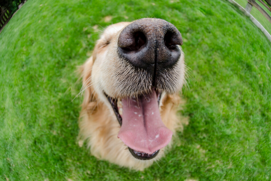 Hunde haben besonders empfindliche Nasen. (Symbolbild)