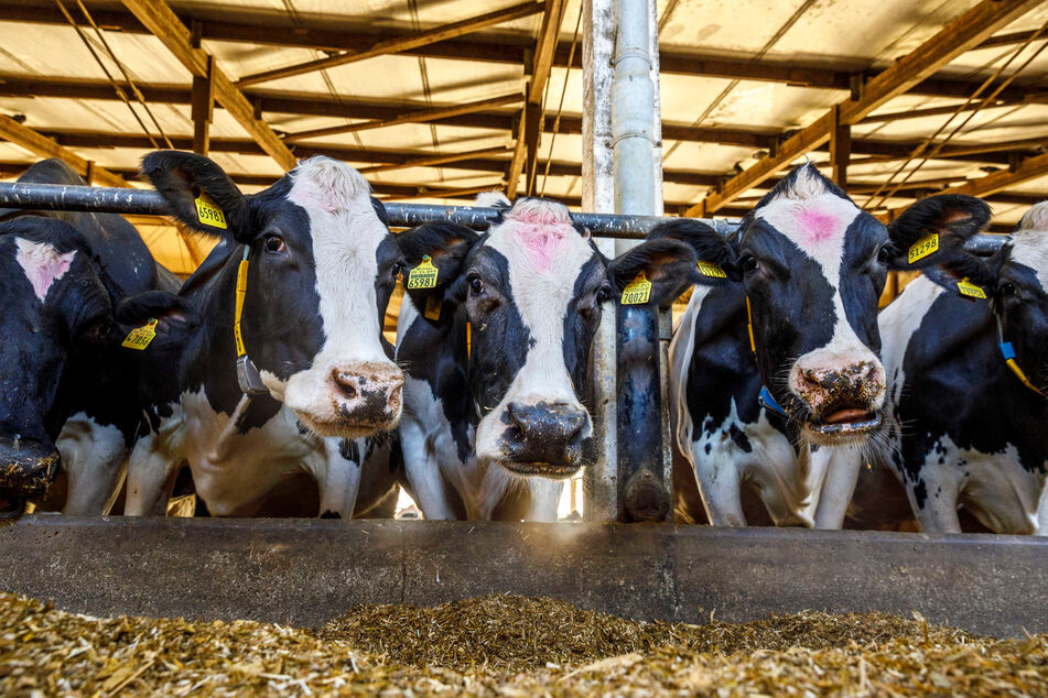 Das sächsische Rind- und Kalbfleisch würde für etwa 61 Prozent der Versorgung ausreichen, die Milch für rund 103 Prozent.