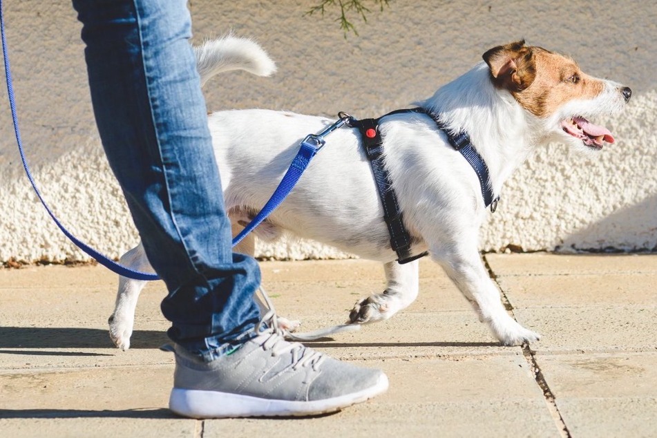 A dog harness vs a collar: Which one is better for your pup?