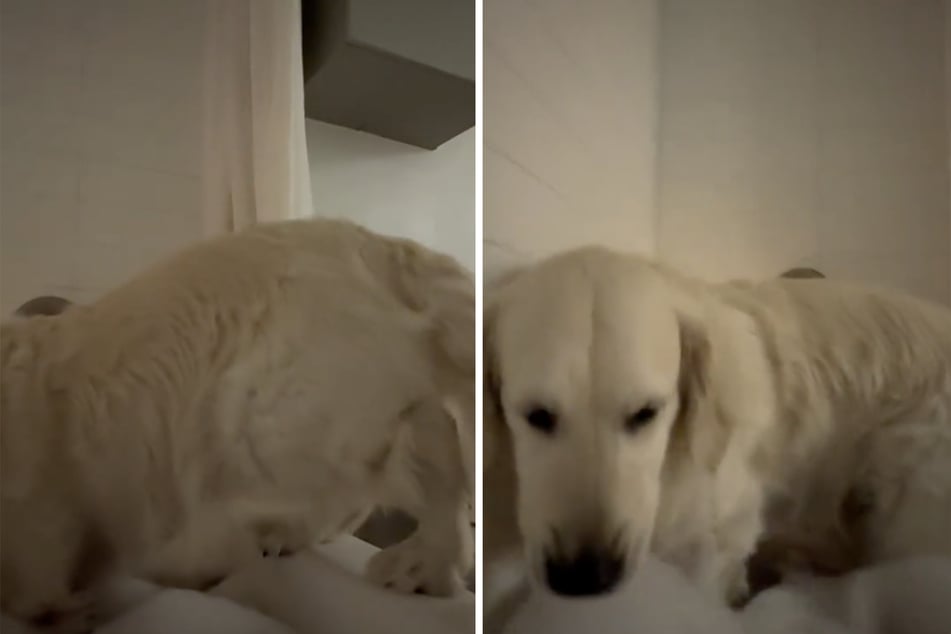 Kurzerhand machte es sich der Golden Retriever in der Badewanne gemütlich.