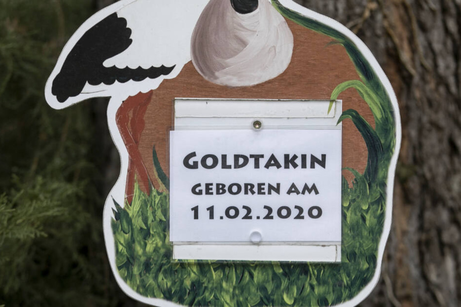 Der kleine Goldtakin ist noch keine zwei Wochen alt.