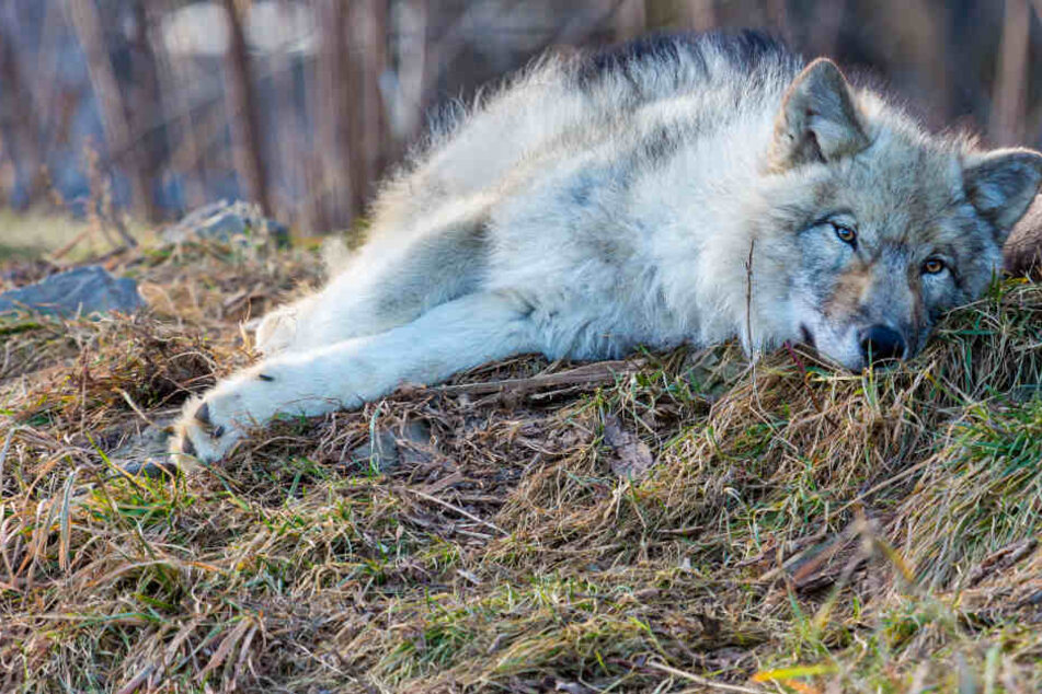 In Mittelsachsen wurde ein Wolf bei einem Unfall getötet. (Symbolbild)