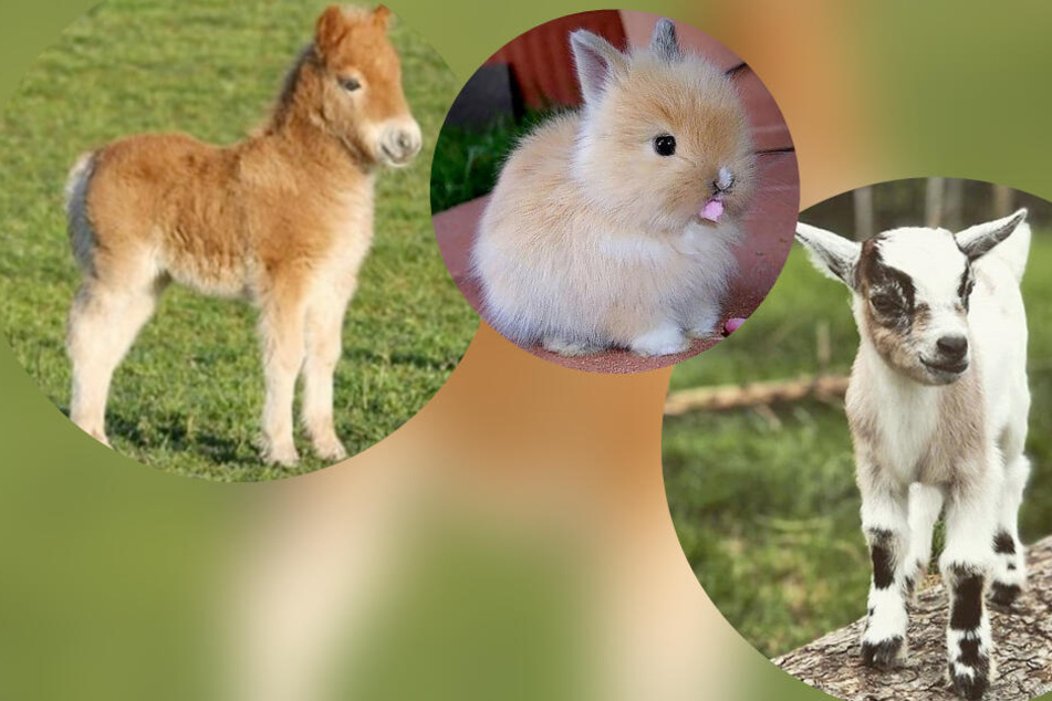 Mini-Tiere: Zwergziegen, Teacup-Schwein & Co, so süß sind die Kleinen!