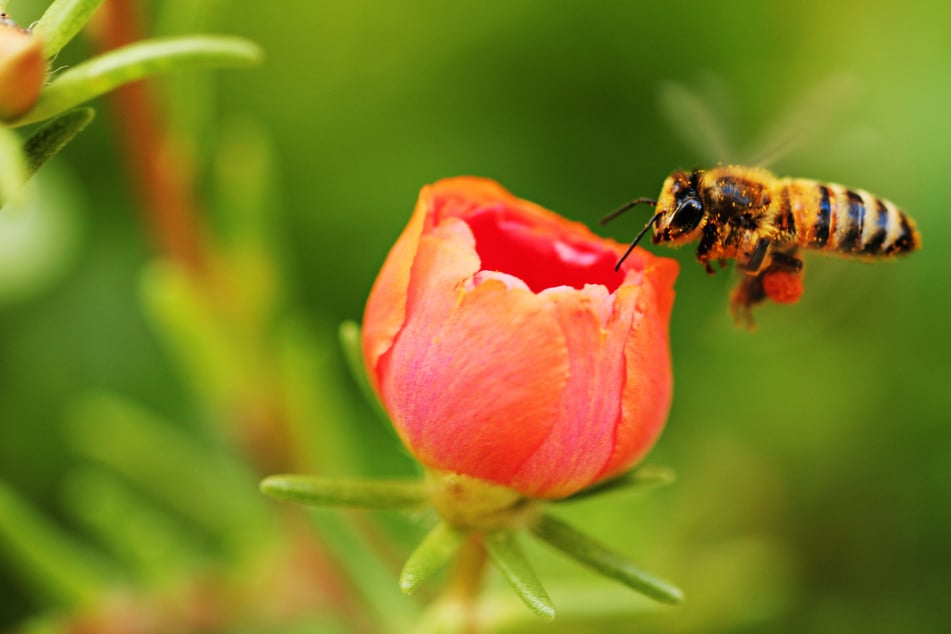 Können Honigbienen mathematische Probleme lösen? Forscher finden Erstaunliches heraus